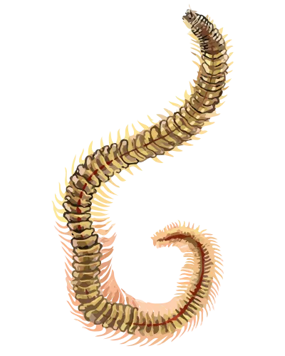 石ゴカイ