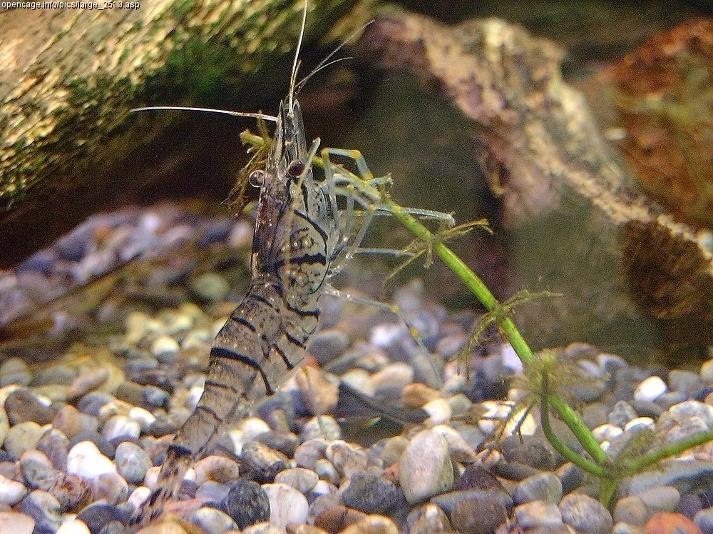 シラサエビ