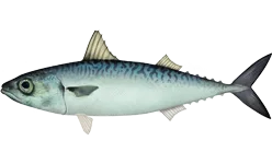 サバ