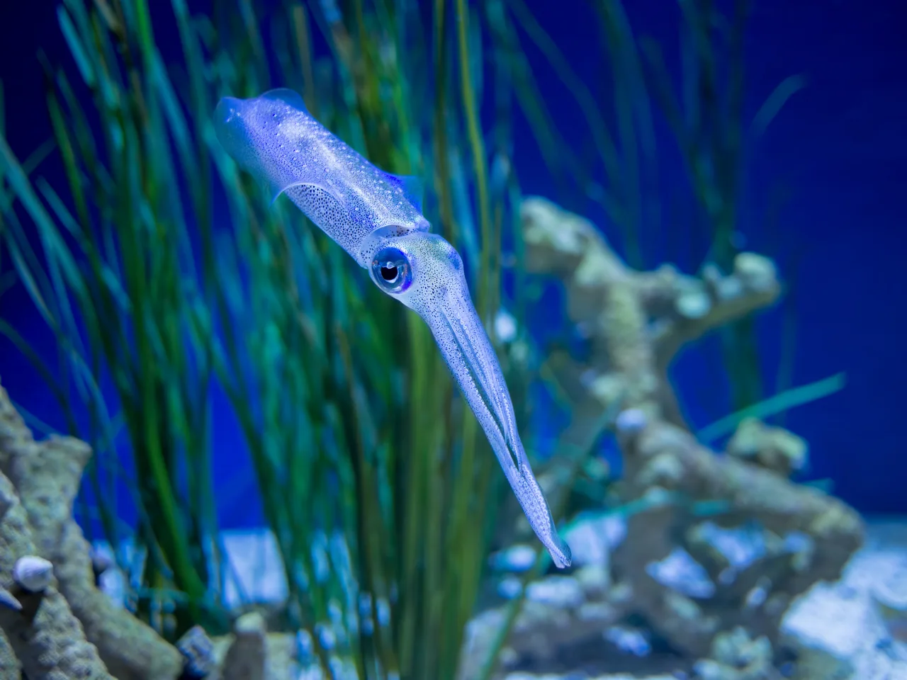 アオリイカ