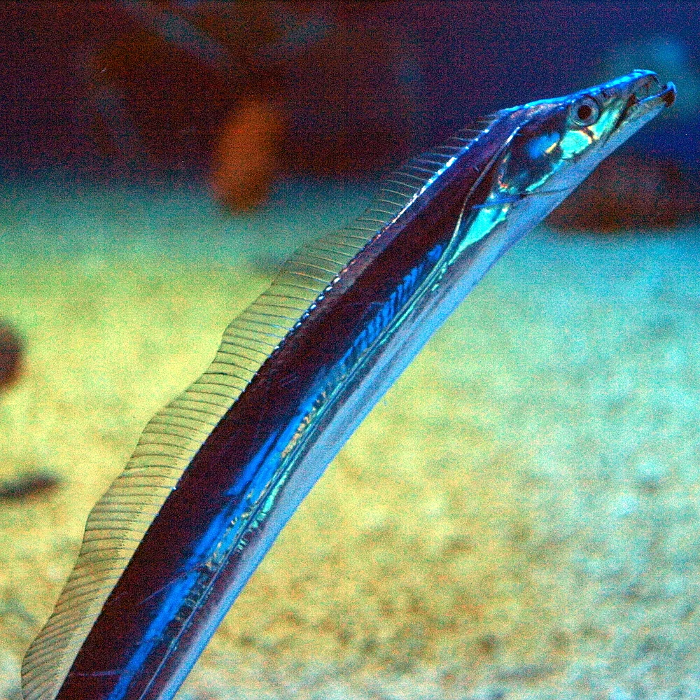 タチウオ